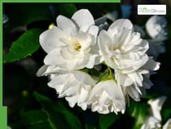5 Amazing Medicinal Uses of Jasmine or Chameli Flowers