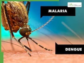 7 Natural Mosquito Repellents To Stay Safe From Dengue And Malaria