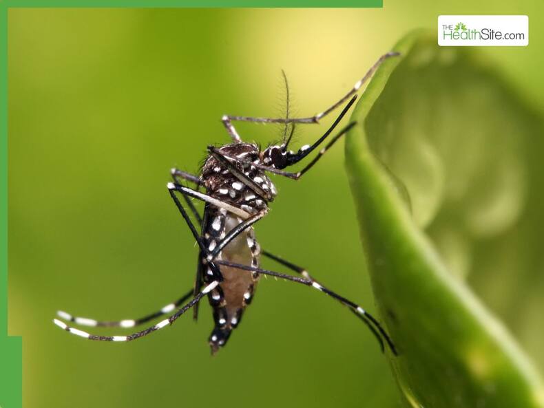 From Dengue to Zika: 5 Most Aggressive Mosquitoes Behind Deadly Diseases