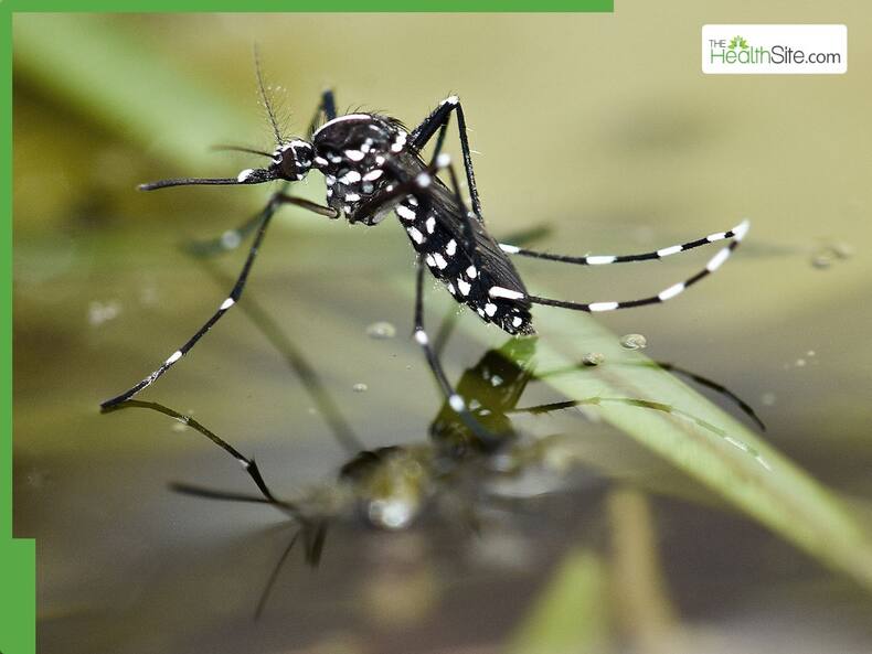 From Dengue to Zika: 5 Most Aggressive Mosquitoes Behind Deadly Diseases