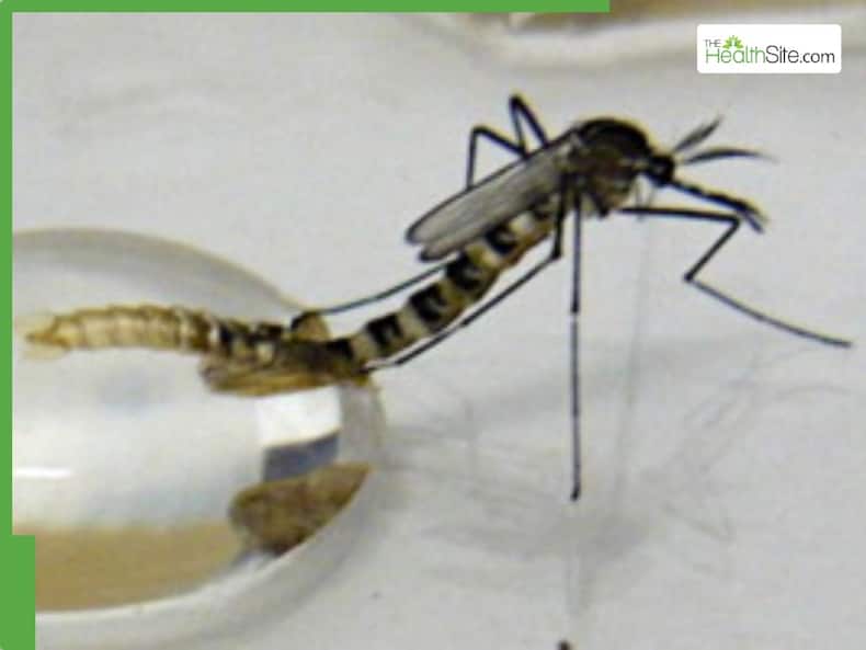 From Dengue to Zika: 5 Most Aggressive Mosquitoes Behind Deadly Diseases