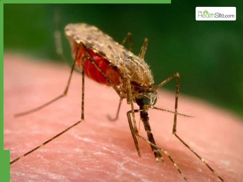 From Dengue to Zika: 5 Most Aggressive Mosquitoes Behind Deadly Diseases