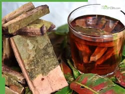 Arjuna Bark Health Benefits: Best Ayurvedic Herb That Strengthens The Heart And Controls Blood Pressure