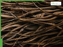 5 Ayurvedic Roots To Lower Cholesterol Levels Naturally