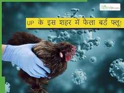 UP के इस शहर में बर्ड फ्लू से मचा हड़कंप,15 हजार मुर्गियों की मौत के बाद अलर्ट जारी, 10 किमी क्षेत्र में NO एंट्री घोषित