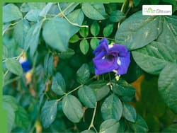 5 Benefits Of Ancient Ayurvedic Herb Aparajita For Brain, Beauty And Immunity