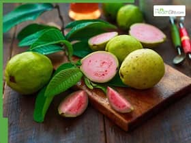 5 Surprising Health Benefits of Chewing Guava Leaves Daily