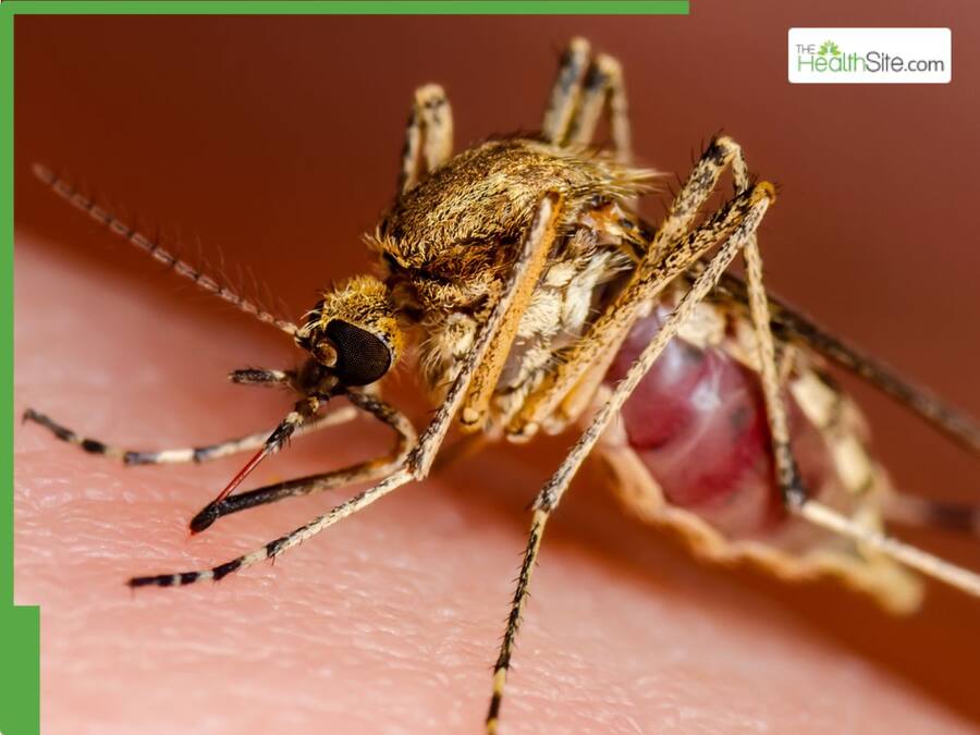 Chikungunya Virus Breitet Sich In China Weiter Aus Was Ärzte Jetzt Raten - jp8xg78