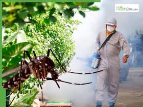 US Issues Travel Advisory For China Over Explosive Mosquito-Borne Disease Outbreak: Thousands At Risk, Says CDC