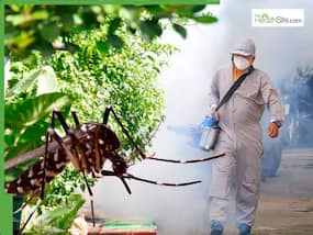 US Issues Travel Advisory For China Over Explosive Mosquito-Borne Disease Outbreak: Thousands At Risk, Says CDC