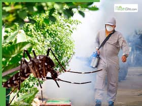 Chikungunya Virus Outbreak In China Raises Global Health Concerns