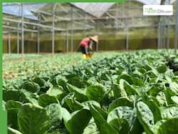 5 Dark Leafy Greens That May Help Reduce Sugar Spikes