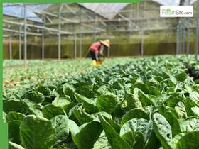 5 Dark Leafy Greens That May Help Reduce Sugar Spikes 5 Dark Leafy Greens That May Help Reduce Sugar Spikes