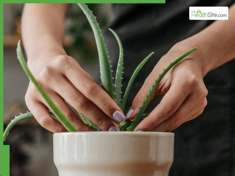 6 Ayurvedic Herbs To Treat Arthritis Pain Naturally At Home