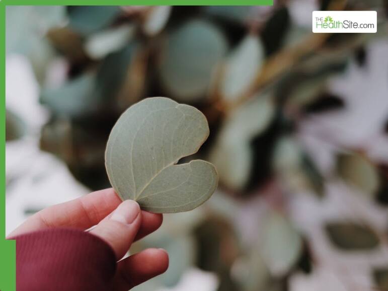 6 Ayurvedic Herbs To Treat Arthritis Pain Naturally At Home