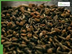 5 Health Benefits Of Drinking Fennel Tea On Empty Stomach Daily