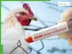 H5N1 Virus Spillover: Indian Scientists Explain How Bird Flu Could Spread To Humans