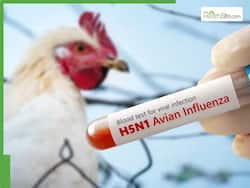 H5N1 Virus Spillover: Indian Scientists Explain How Bird Flu Could Spread To Humans