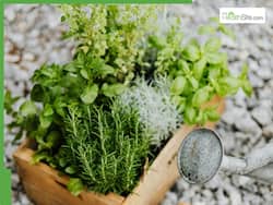 5 Herbs To Grow In Your Garden For Mental Health And Wellbeing
