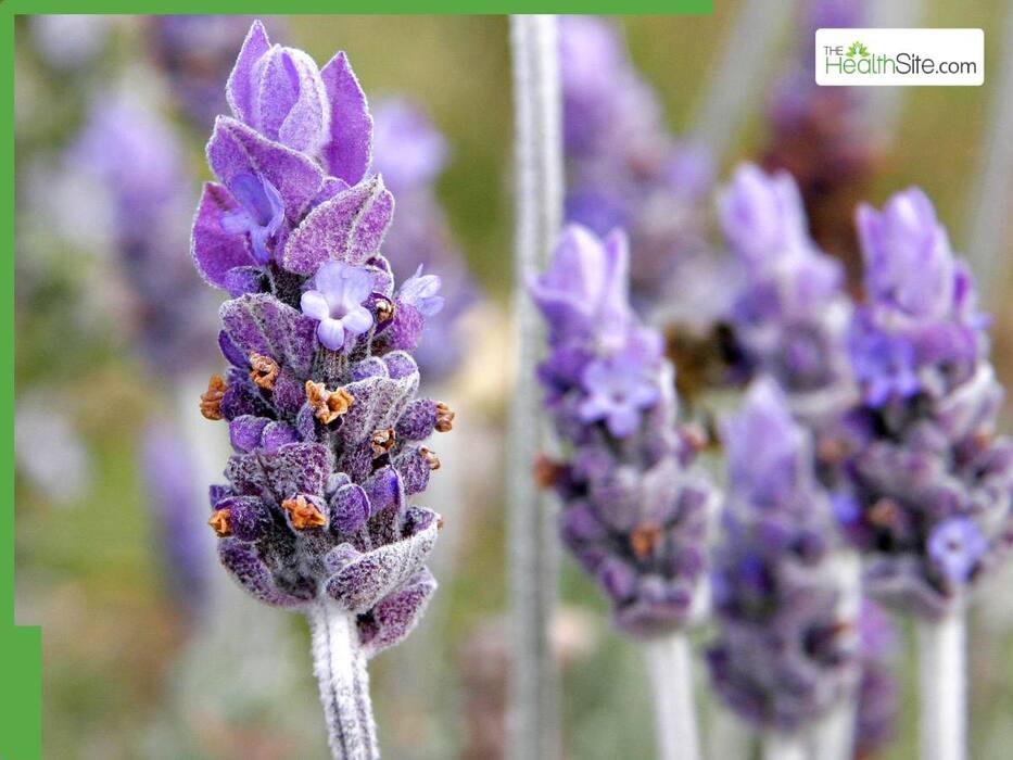 7 Natural Mosquito Repellents To Stay Safe From Dengue And Malaria