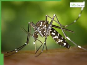 Dengue Outbreak Hits Delhi-NCR: What To Do If You Catch The Virus?