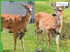 Mutant Deer With Flesh-Bubbles Spotted In US: Scientists Warn Of Deadly Wildlife Virus Spread, Know Safety Measures Mutant Deer With Flesh-Bubbles Spotted In US: Scientists Warn Of Deadly Wildlife Virus Spread, Know Safety Measures