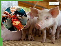 China Achieves First Pig-To-Human Lung Transplant In Brain-Dead Recipient, Organ Survives For 9 Days