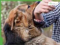 Rabies Symptoms: 5 Signs of Rabies You Should Never Ignore After a Dog Bite