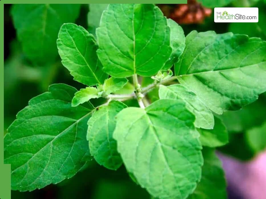 7 Natural Mosquito Repellents To Stay Safe From Dengue And Malaria