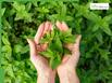 5 Amazing Benefits of Chewing Tulsi Leaves Every Morning On An Empty Stomach