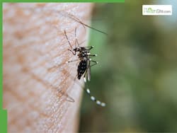 West Nile Virus Cases Creeping Across Italy As Country Records 10th Death, Disproportionately Affecting Older Adults