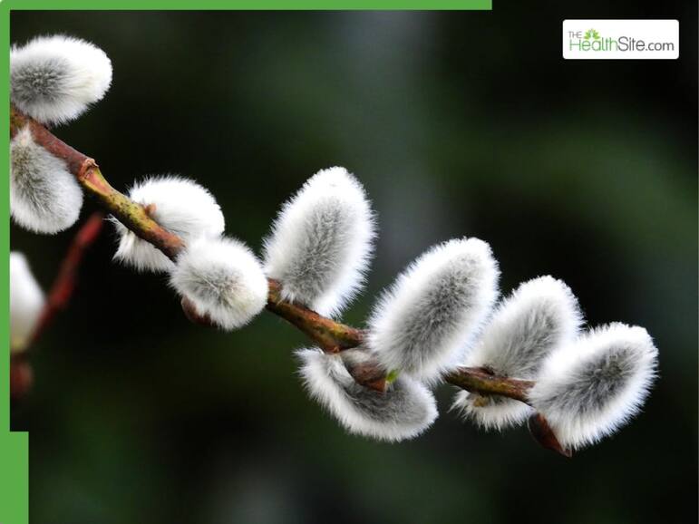 6 Ayurvedic Herbs To Treat Arthritis Pain Naturally At Home