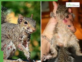 After Zombie Rabbits, Now Zombie Squirrels Covered With Wart-Like Tumours Spotted, What   s Happening In The US?