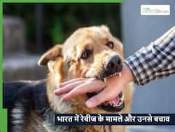 रेबीज का खतरा: भारत के किस हिस्से में सबसे अधिक मामले हैं और बचाव के क्या उपाय हैं?