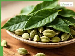 10 Medicinal Benefits of Chewing Cardamom Leaves Every Morning On An Empty Stomach