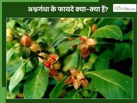 अश्वगंधा किन-किन बीमारियों के काम आता है? आयुर्वेदाचार्य से जानिए सेवन का तरीका