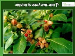 अश्वगंधा किन बीमारियों में काम आता है? जानें, इसके 5 जबरदस्त फायदे