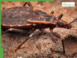 Chagas Disease Spreading Rapidly In US: Everything You Need To Know About The 'Kissing Bugs'