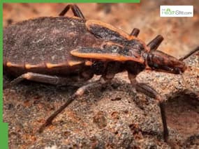 Chagas Disease Spreading Rapidly In US: Everything You Need To Know About The 'Kissing Bugs'
