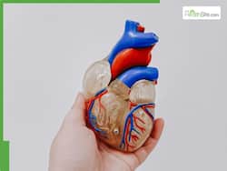 Clogged Arteries Diet: 6 Foods To Cleanse Heart Arteries And Prevent Stroke Naturally