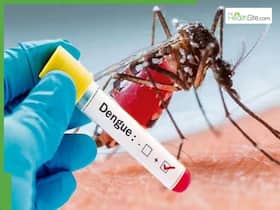 Dengue Outbreak In Vietnam: The Capital City Worst Hit With 258 New Mosquito-Borne Infections