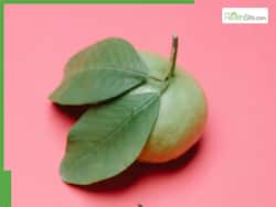 10 Amazing Benefits Of Chewing Gauva Leaves Every Morning On An Empty Stomach