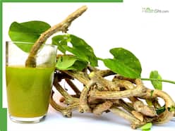 5 Medicinal Benefits of Giloy (Tinospora Cordifolia): What Happens When You Drink Giloy Juice Daily?