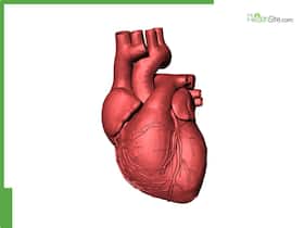 Heart Disease: 7 Everyday Signs Your Body Is Crying For Help Heart Disease: 7 Everyday Signs Your Body Is Crying For Help