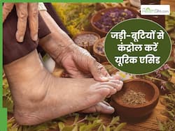 यूरिक एसिड को कम करेंगी ये 5 आयुर्वेदिक जड़ी-बूटियां, एक्सपर्ट से जानें सेवन का तरीका