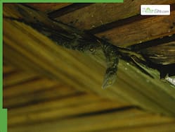 How To Get Rid Of Lizards From Your House Naturally: 5 Easy Tips To Follow