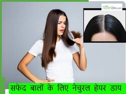 ऑलिव ऑयल से सफेद बाल काले कैसे करें? ऑलिव ऑयल में मिलाएं यह 1 पाउडर, घर पर ही रेडी हो जाएगी नेचुरल हेयर डाय