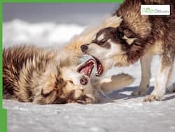 Bitten By Your Dog? 6 Warning Signs Of Rabies You Shouldn   t Ignore