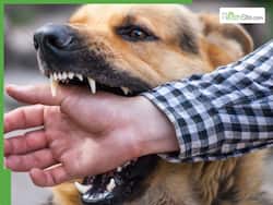 Rabies Alert: Why A Dog Bite Could Be Deadly? Here   s How You Can Stay Protected