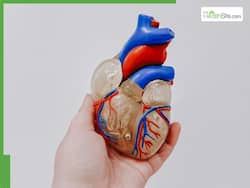 World Heart Day 2025: Know The Date, Theme, History And Mindful Approaches To Keep Your Heart Healthy